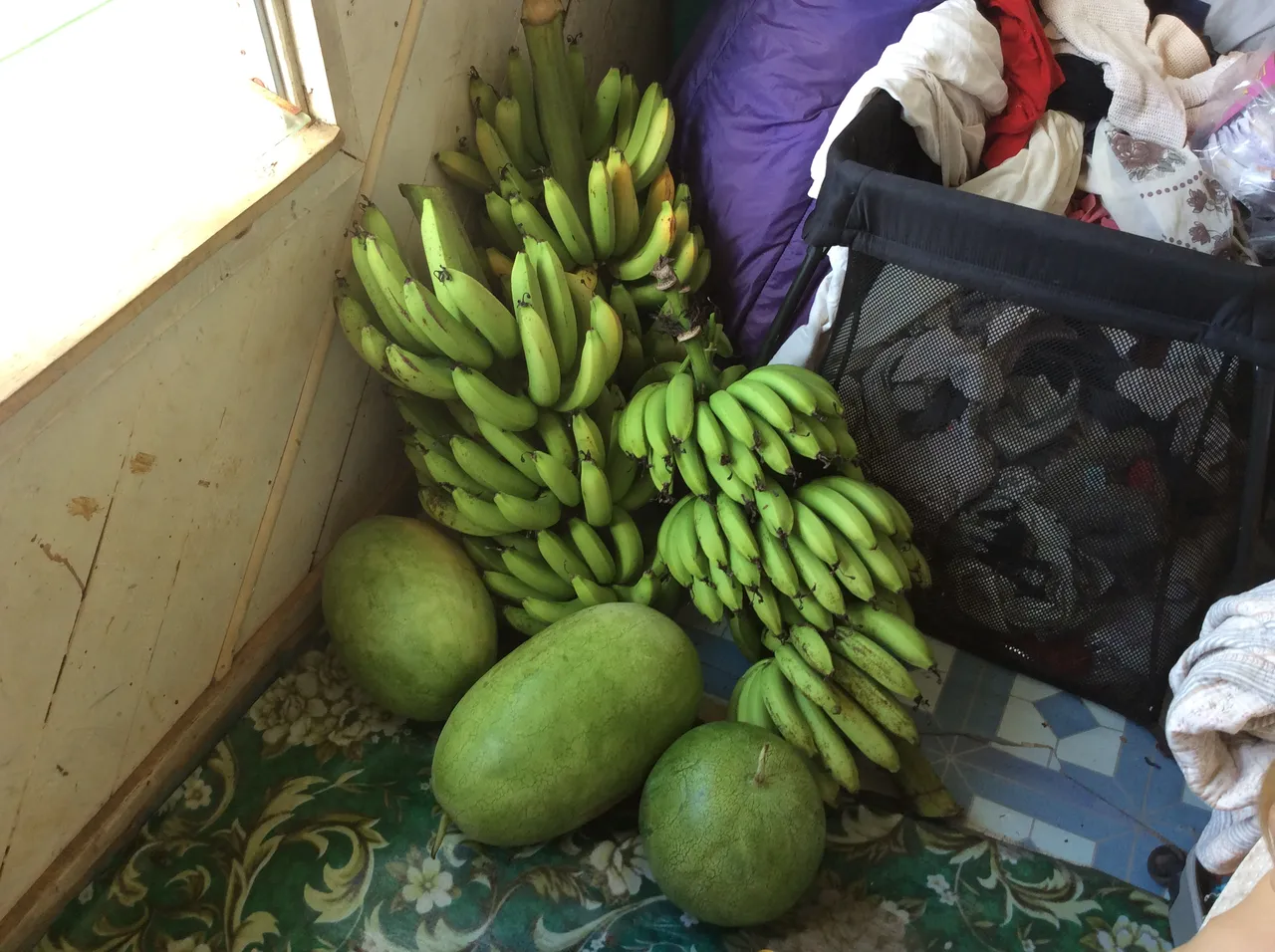 Two bunches of green bananas and three watermelons