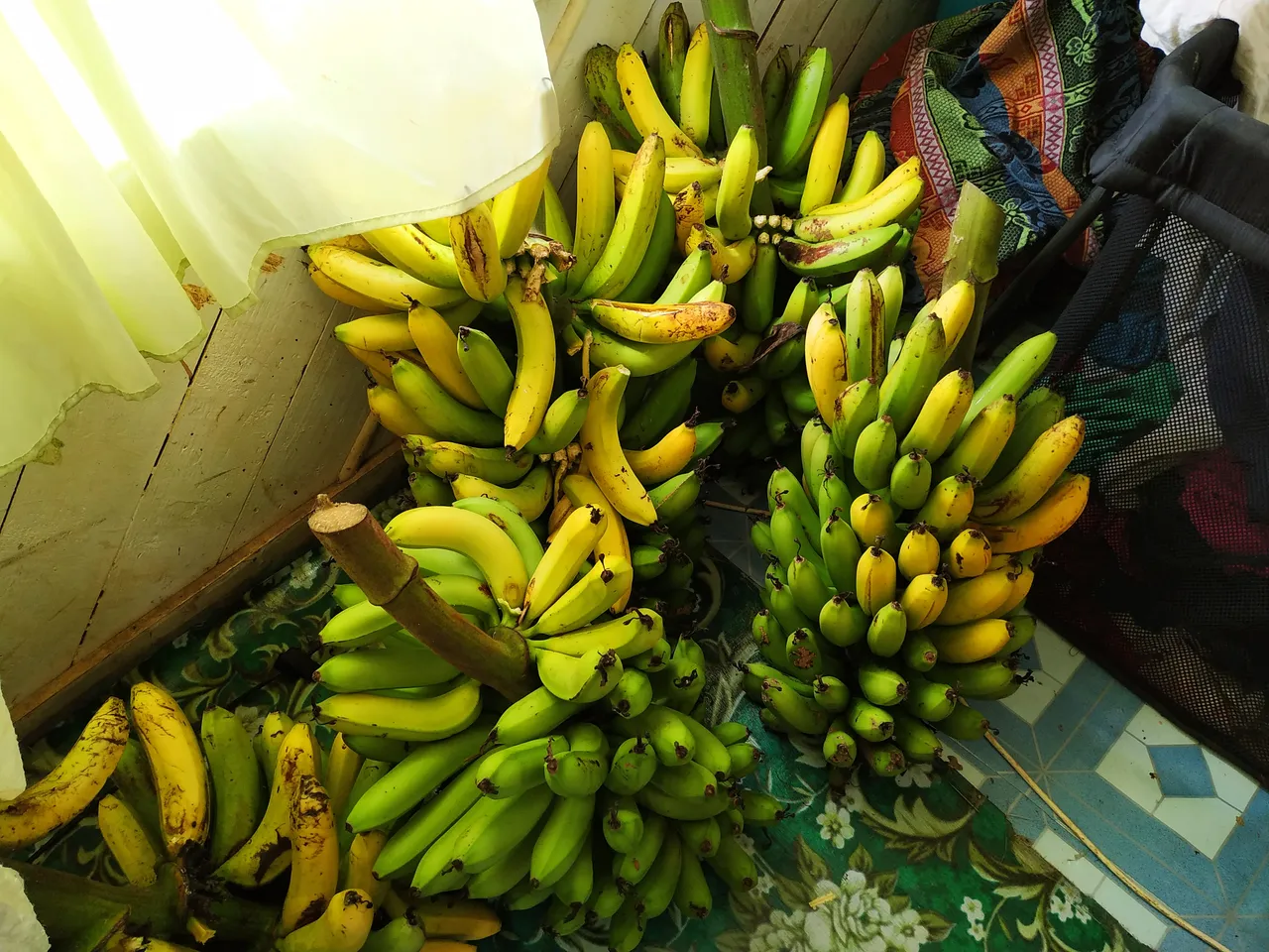 Five big bunches of bananas, ripe and unripe, on the floor at home