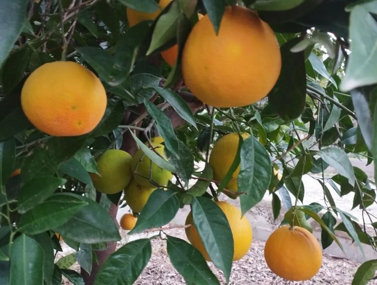 Ripe oranges on the tree outside the house