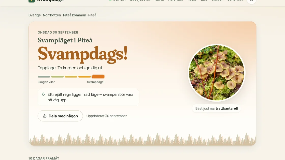 Piteå on Svampdags: Svampdags! Top conditions, best right now funnel chanterelle