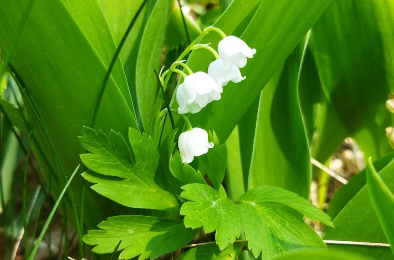 Lily of the Valley